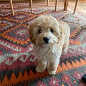 Meet your Posher, Bella